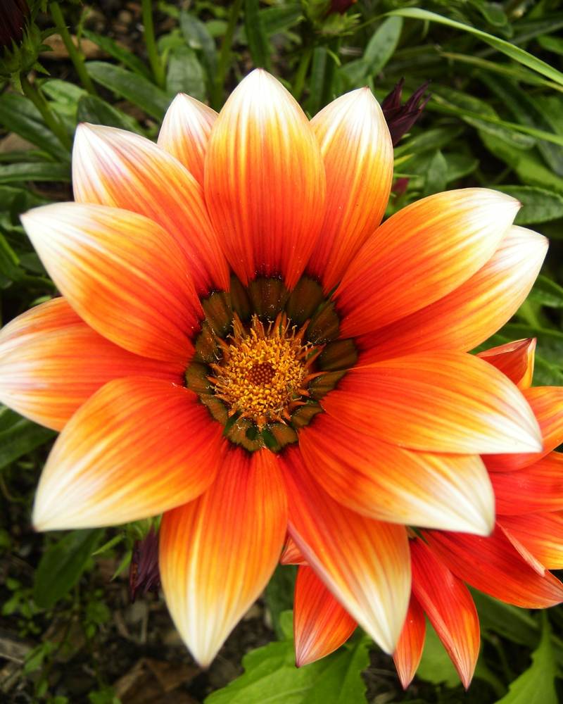 Season-(Summer-ฤดูร้อน)HD-Wallpapers-Backgrounds ภาพพื้นหลัง พักหน้าจอ No.20