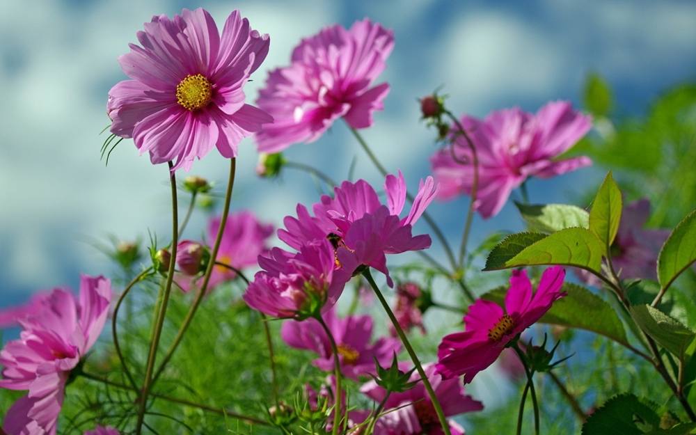Season-(Summer-ฤดูร้อน)HD-Wallpapers-Backgrounds ภาพพื้นหลัง พักหน้าจอ No.21