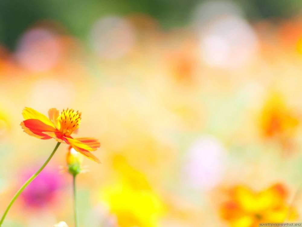 Season-(Summer-ฤดูร้อน)HD-Wallpapers-Backgrounds ภาพพื้นหลัง พักหน้าจอ No.21