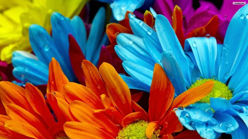 Season-(Summer-ฤดูร้อน)HD-Wallpapers-Backgrounds ภาพพื้นหลัง พักหน้าจอ No.21