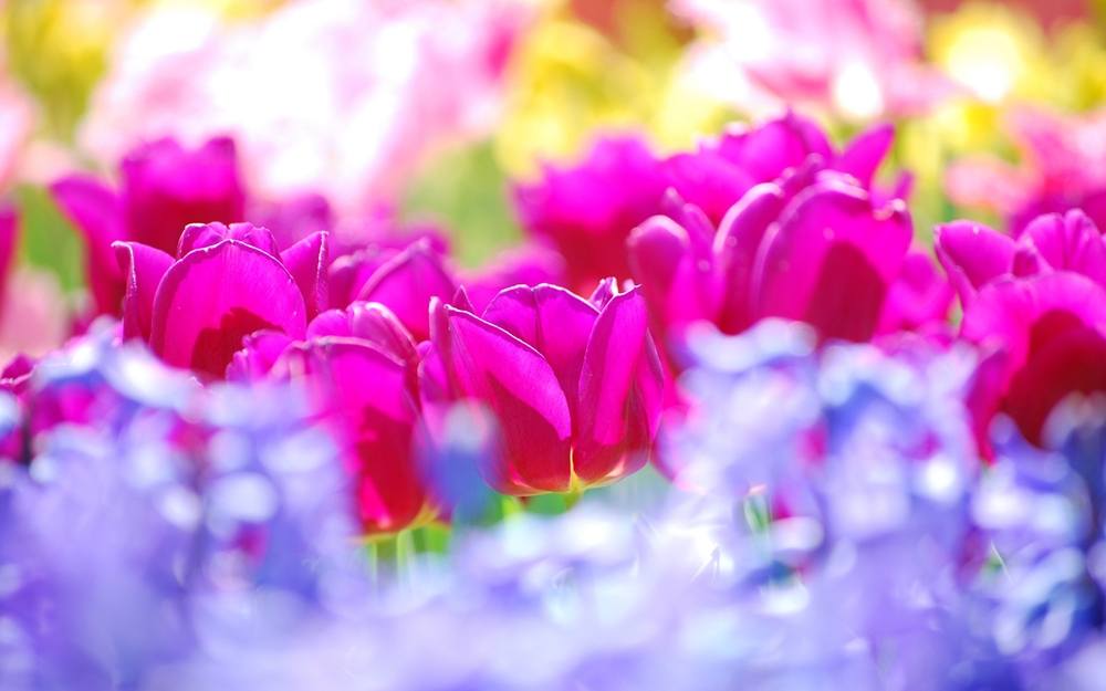 Season-(Summer-ฤดูร้อน)HD-Wallpapers-Backgrounds ภาพพื้นหลัง พักหน้าจอ No.21
