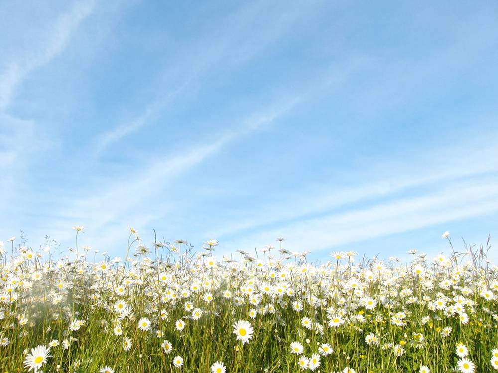 Season-(Summer-ฤดูร้อน)HD-Wallpapers-Backgrounds ภาพพื้นหลัง พักหน้าจอ No.21