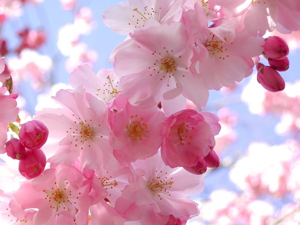 Season-(Summer-ฤดูร้อน)HD-Wallpapers-Backgrounds ภาพพื้นหลัง พักหน้าจอ No.21