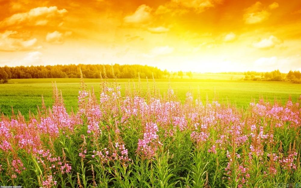 Season-(Summer-ฤดูร้อน)HD-Wallpapers-Backgrounds ภาพพื้นหลัง พักหน้าจอ No.21
