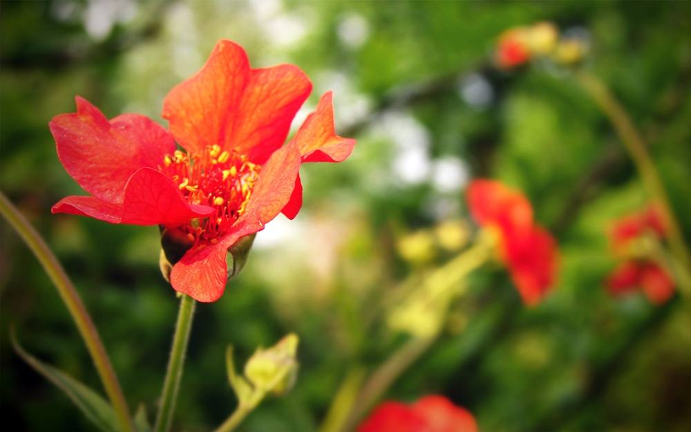 Season-(Summer-ฤดูร้อน)HD-Wallpapers-Backgrounds ภาพพื้นหลัง พักหน้าจอ No.21