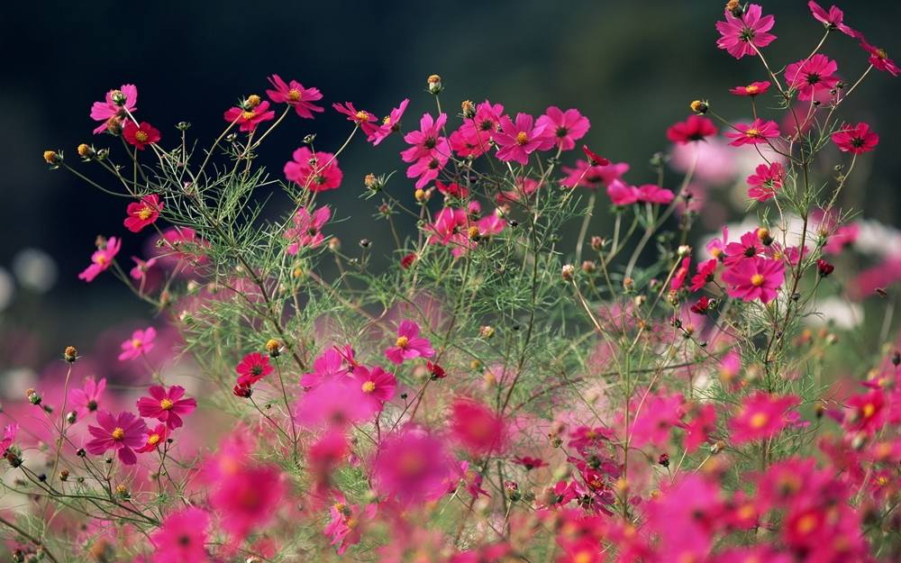 Season-(Summer-ฤดูร้อน)HD-Wallpapers-Backgrounds ภาพพื้นหลัง พักหน้าจอ No.21