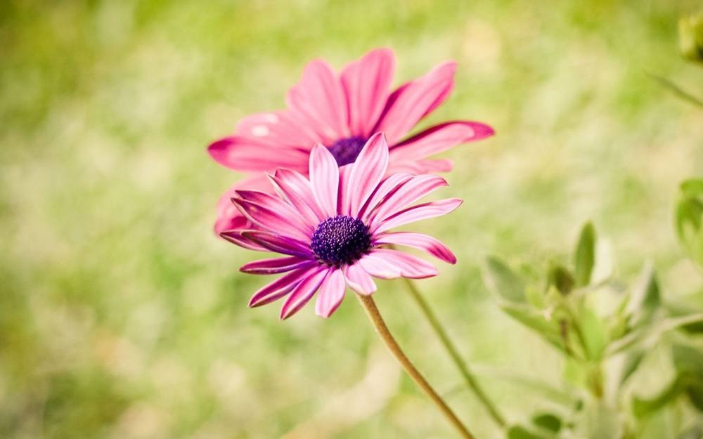 Season-(Summer-ฤดูร้อน)HD-Wallpapers-Backgrounds ภาพพื้นหลัง พักหน้าจอ No.21