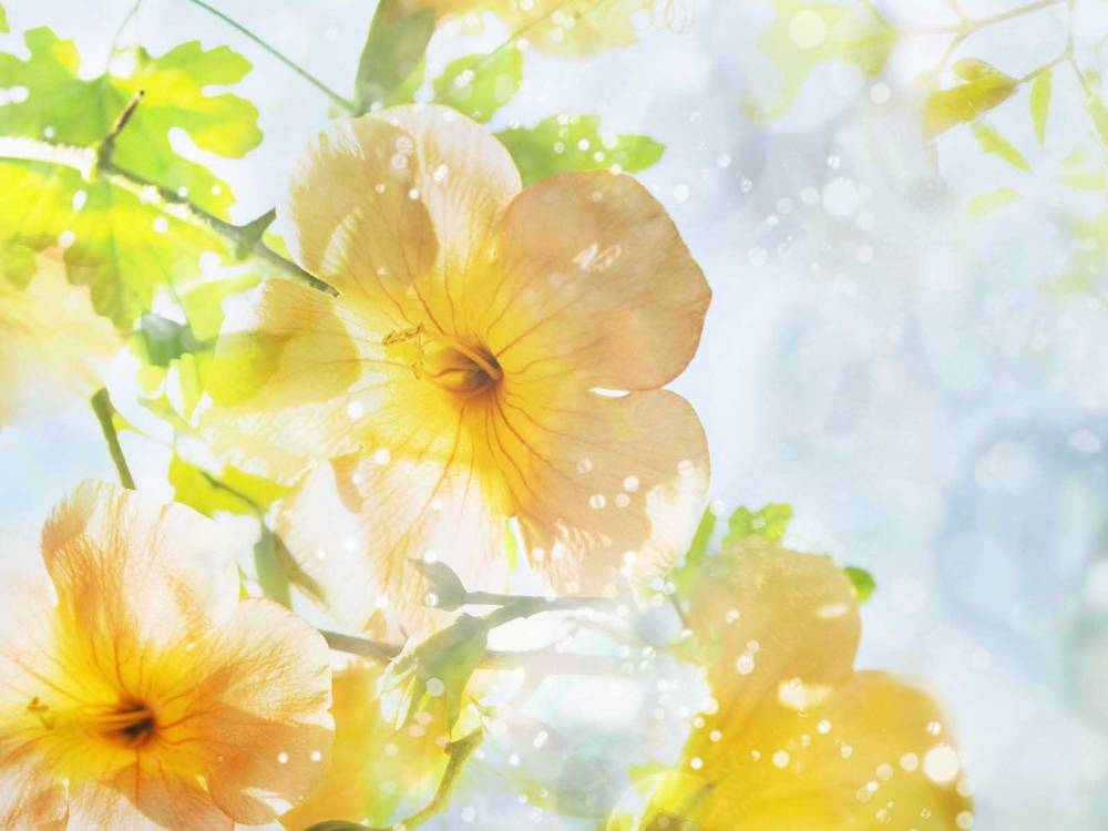 Season-(Summer-ฤดูร้อน)HD-Wallpapers-Backgrounds ภาพพื้นหลัง พักหน้าจอ No.21