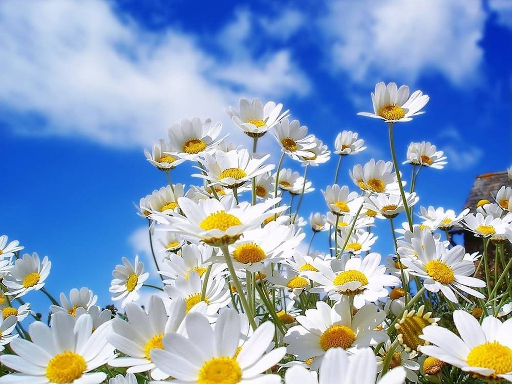 Season-(Summer-ฤดูร้อน)HD-Wallpapers-Backgrounds ภาพพื้นหลัง พักหน้าจอ No.21