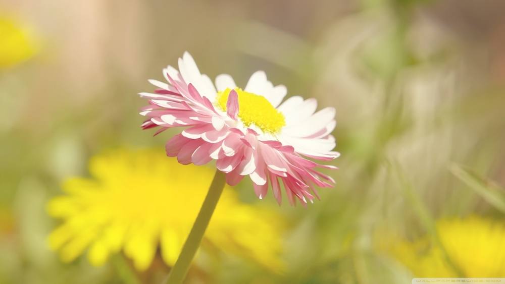 Season-(Summer-ฤดูร้อน)HD-Wallpapers-Backgrounds ภาพพื้นหลัง พักหน้าจอ No.22