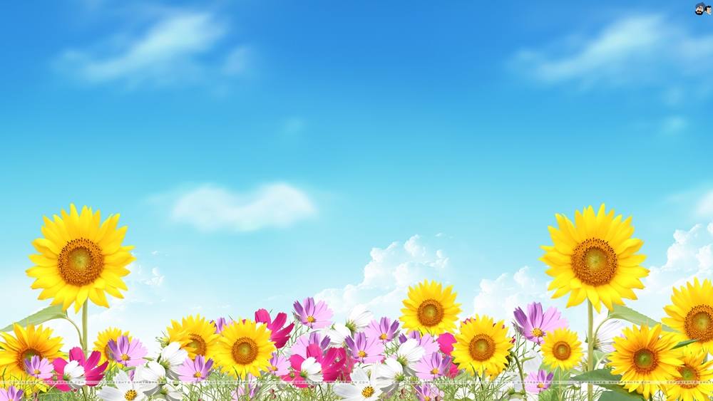 Season-(Summer-ฤดูร้อน)HD-Wallpapers-Backgrounds ภาพพื้นหลัง พักหน้าจอ No.22