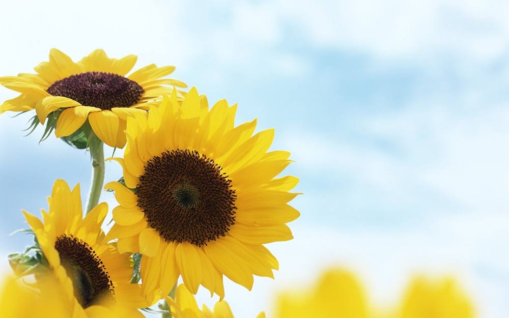 Season-(Summer-ฤดูร้อน)HD-Wallpapers-Backgrounds ภาพพื้นหลัง พักหน้าจอ No.22