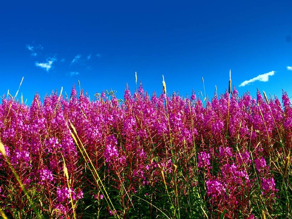 Season-(Summer-ฤดูร้อน)HD-Wallpapers-Backgrounds ภาพพื้นหลัง พักหน้าจอ No.22