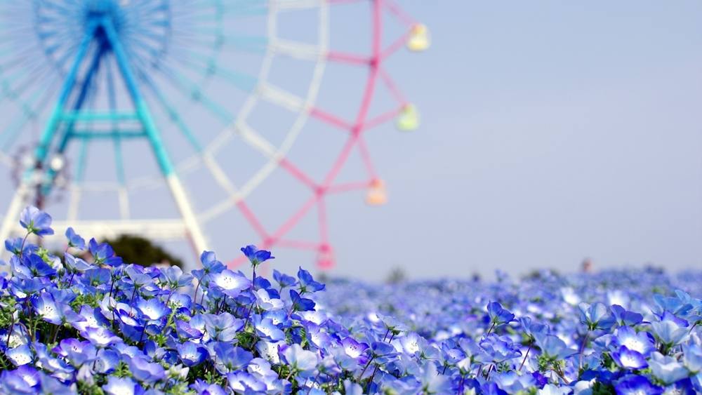 Season-(Summer-ฤดูร้อน)HD-Wallpapers-Backgrounds ภาพพื้นหลัง พักหน้าจอ No.22