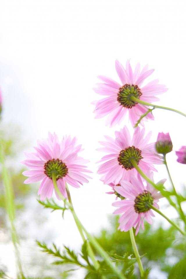Season-(Summer-ฤดูร้อน)HD-Wallpapers-Backgrounds ภาพพื้นหลัง พักหน้าจอ No.22