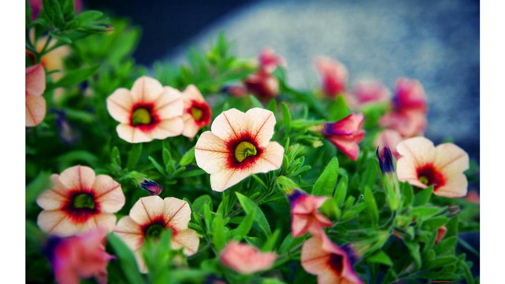 Season-(Summer-ฤดูร้อน)HD-Wallpapers-Backgrounds ภาพพื้นหลัง พักหน้าจอ No.22