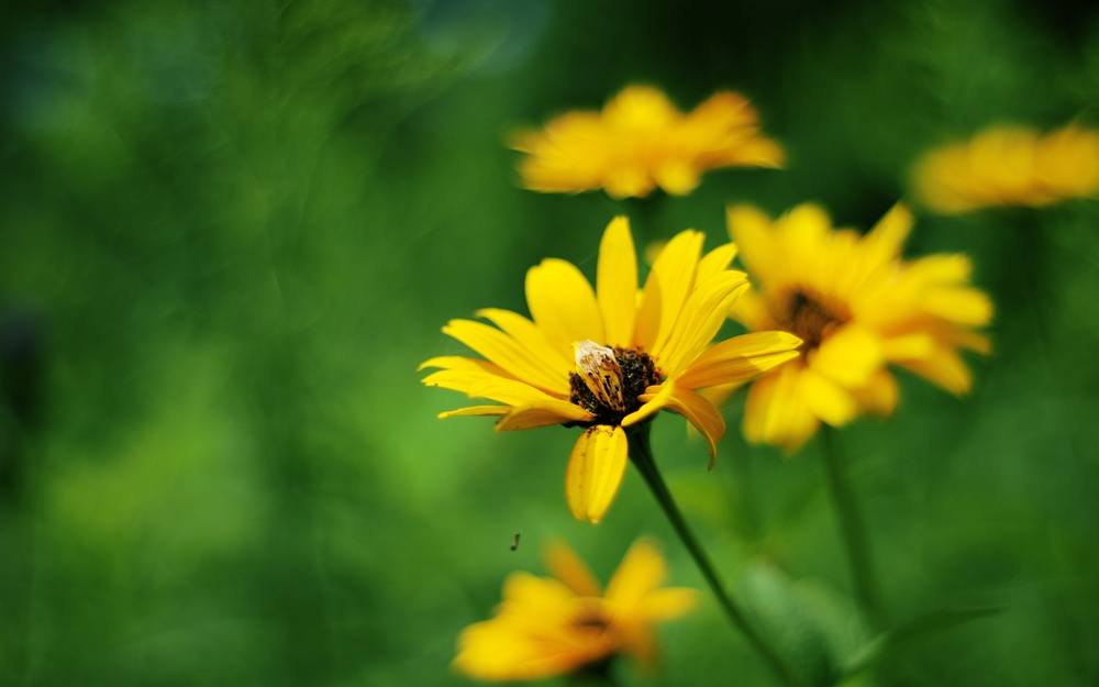 Season-(Summer-ฤดูร้อน)HD-Wallpapers-Backgrounds ภาพพื้นหลัง พักหน้าจอ No.22