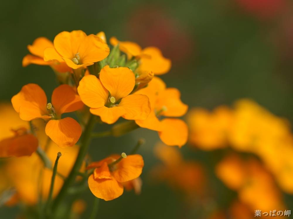 Season-(Summer-ฤดูร้อน)HD-Wallpapers-Backgrounds ภาพพื้นหลัง พักหน้าจอ No.22