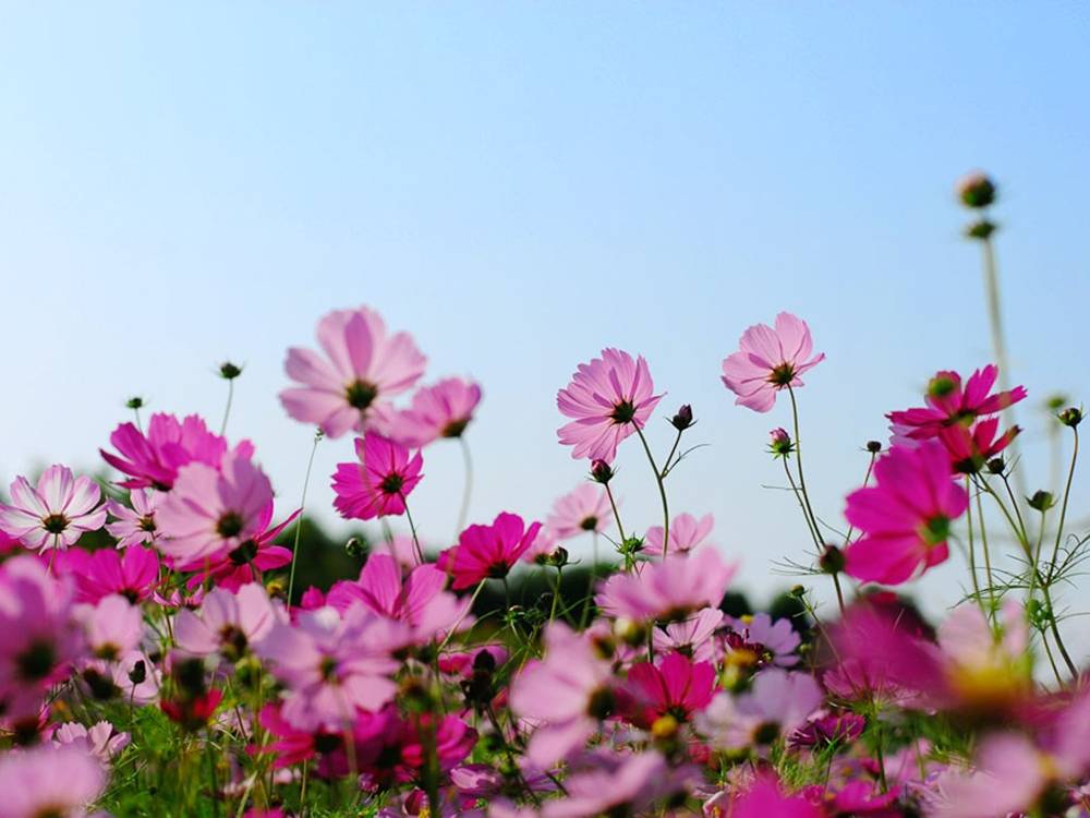 Season-(Summer-ฤดูร้อน)HD-Wallpapers-Backgrounds ภาพพื้นหลัง พักหน้าจอ No.22