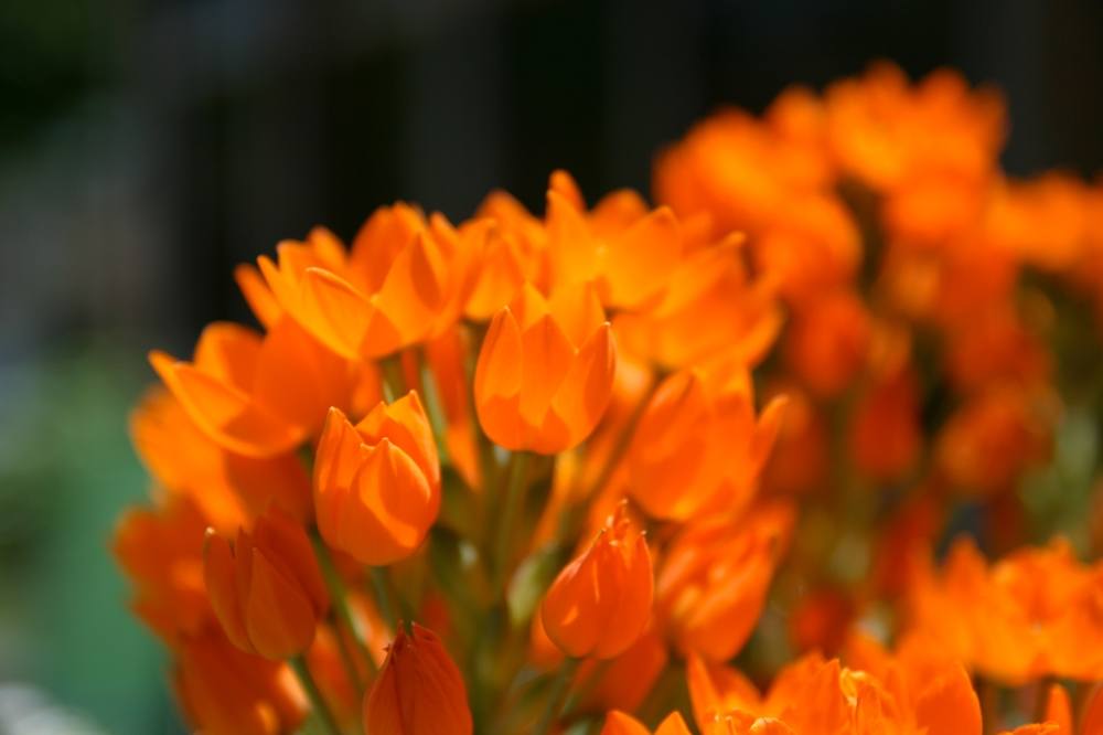 Season-(Summer-ฤดูร้อน)HD-Wallpapers-Backgrounds ภาพพื้นหลัง พักหน้าจอ No.22