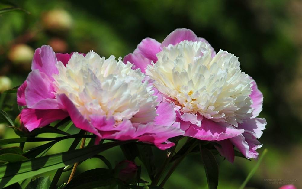 Season-(Summer-ฤดูร้อน)HD-Wallpapers-Backgrounds ภาพพื้นหลัง พักหน้าจอ No.22