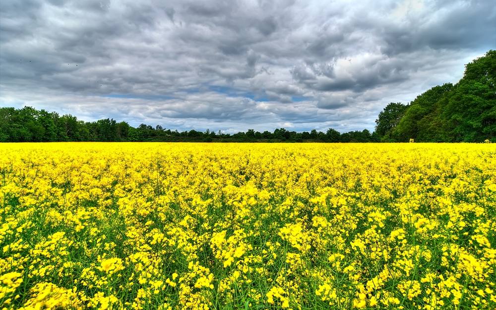 Season-(Summer-ฤดูร้อน)HD-Wallpapers-Backgrounds ภาพพื้นหลัง พักหน้าจอ No.22