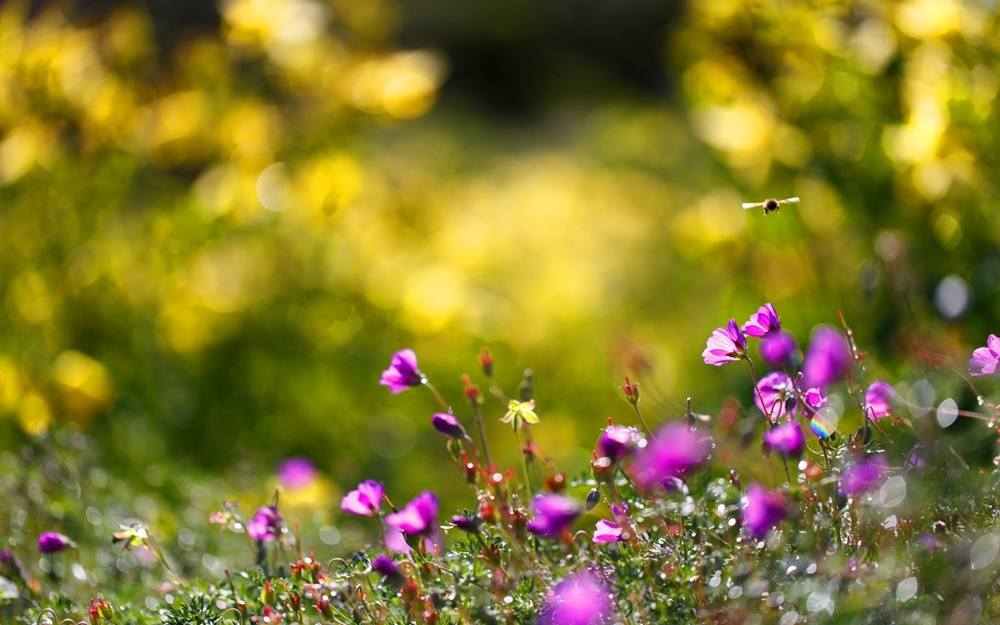 Season-(Summer-ฤดูร้อน)HD-Wallpapers-Backgrounds ภาพพื้นหลัง พักหน้าจอ No.22