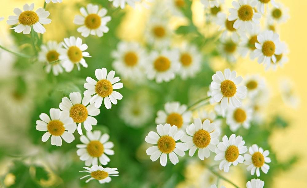 Season-(Summer-ฤดูร้อน)HD-Wallpapers-Backgrounds ภาพพื้นหลัง พักหน้าจอ No.22