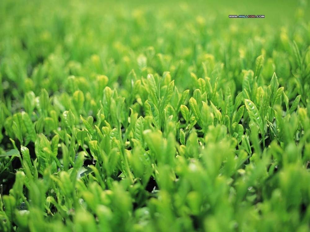 Season-(Summer-ฤดูร้อน)HD-Wallpapers-Backgrounds ภาพพื้นหลัง พักหน้าจอ No.23