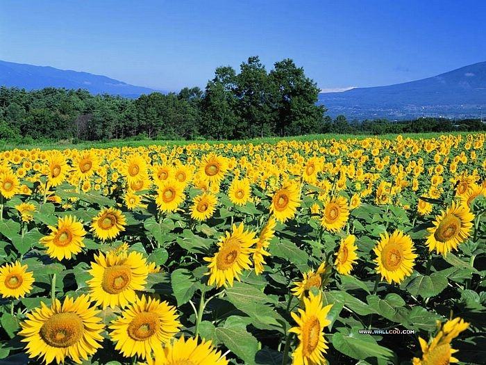 Season-(Summer-ฤดูร้อน)HD-Wallpapers-Backgrounds ภาพพื้นหลัง พักหน้าจอ No.23