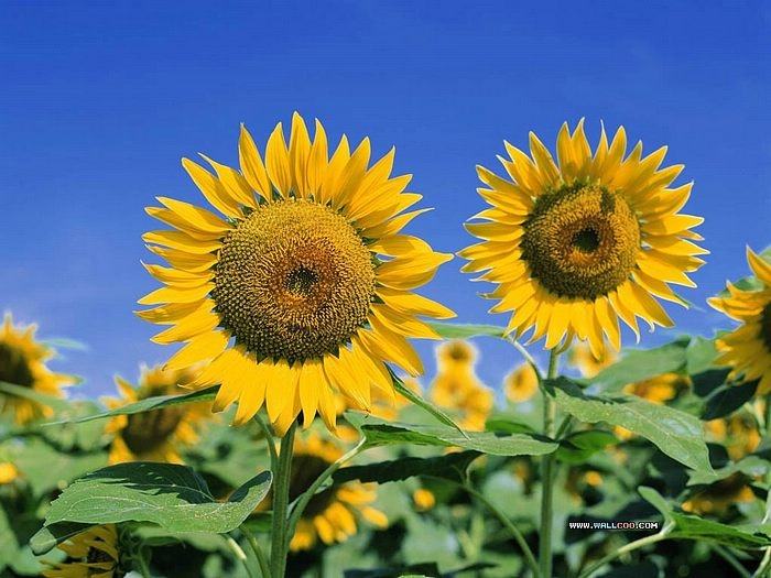 Season-(Summer-ฤดูร้อน)HD-Wallpapers-Backgrounds ภาพพื้นหลัง พักหน้าจอ No.23