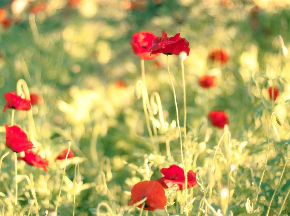 Season-(Summer-ฤดูร้อน)HD-Wallpapers-Backgrounds ภาพพื้นหลัง พักหน้าจอ No.23
