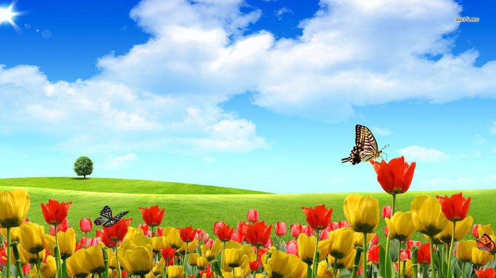 Season-(Summer-ฤดูร้อน)HD-Wallpapers-Backgrounds ภาพพื้นหลัง พักหน้าจอ No.25