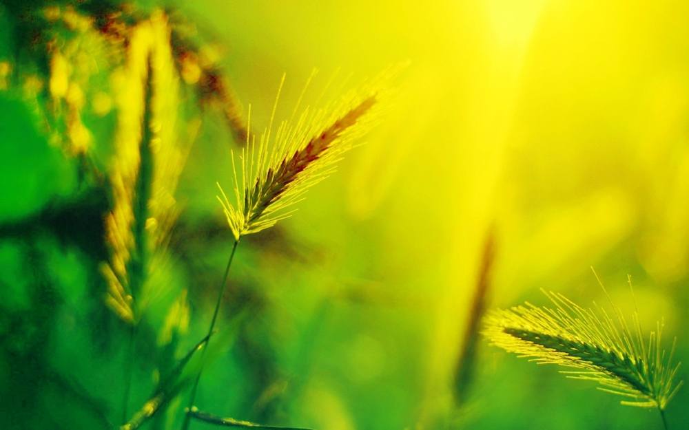 Season-(Summer-ฤดูร้อน)HD-Wallpapers-Backgrounds ภาพพื้นหลัง พักหน้าจอ No.26