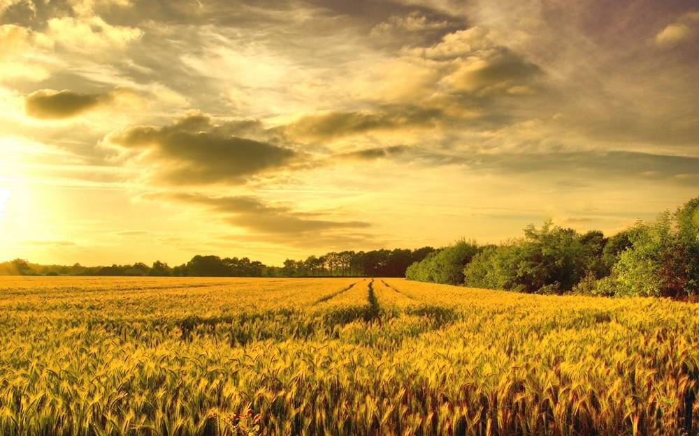 Season-(Summer-ฤดูร้อน)HD-Wallpapers-Backgrounds ภาพพื้นหลัง พักหน้าจอ No.27