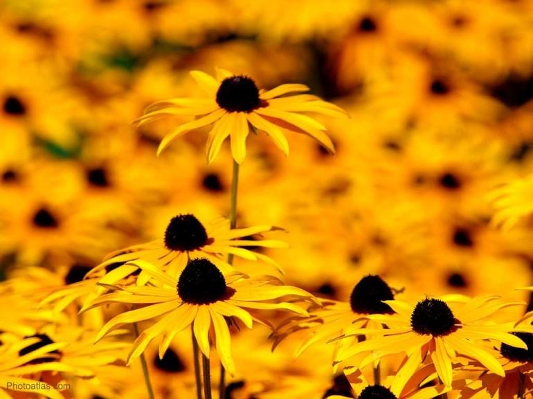 Season-(Summer-ฤดูร้อน)HD-Wallpapers-Backgrounds ภาพพื้นหลัง พักหน้าจอ No.27