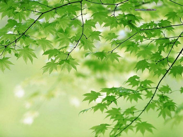 Season-(Summer-ฤดูร้อน)HD-Wallpapers-Backgrounds ภาพพื้นหลัง พักหน้าจอ No.27