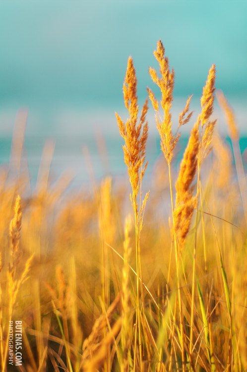 Season-(Summer-ฤดูร้อน)HD-Wallpapers-Backgrounds ภาพพื้นหลัง พักหน้าจอ No.28