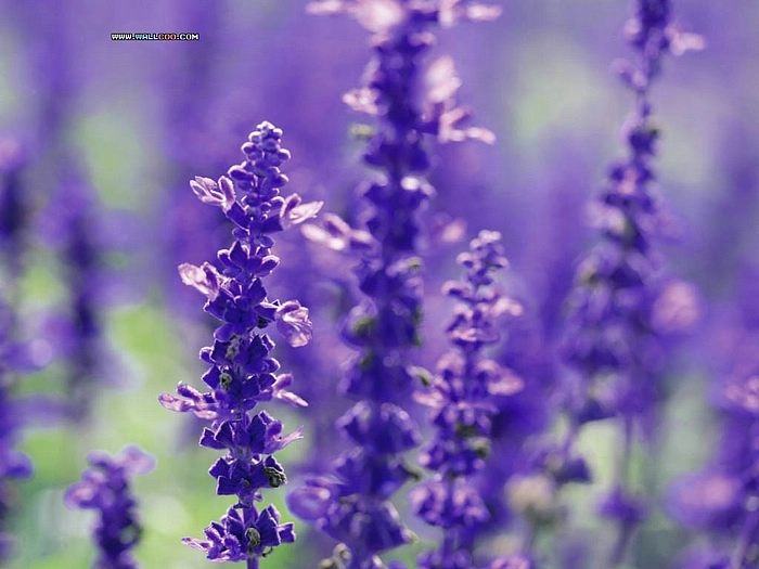 Season-(Summer-ฤดูร้อน)HD-Wallpapers-Backgrounds ภาพพื้นหลัง พักหน้าจอ No.28
