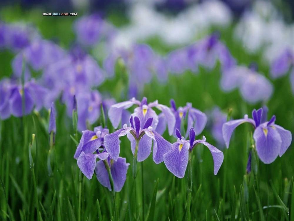 Season-(Summer-ฤดูร้อน)HD-Wallpapers-Backgrounds ภาพพื้นหลัง พักหน้าจอ No.29