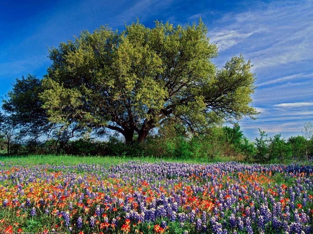 Season-(Summer-ฤดูร้อน)HD-Wallpapers-Backgrounds ภาพพื้นหลัง พักหน้าจอ No.31