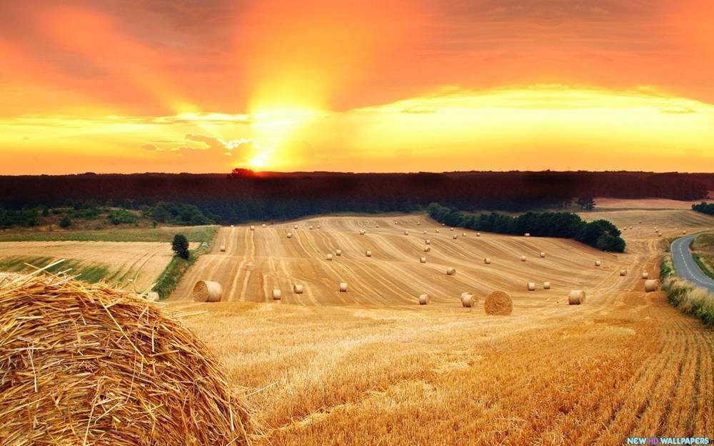 Season-(Summer-ฤดูร้อน)HD-Wallpapers-Backgrounds ภาพพื้นหลัง พักหน้าจอ No.33