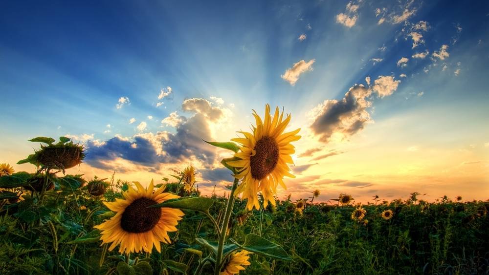Season-(Summer-ฤดูร้อน)HD-Wallpapers-Backgrounds ภาพพื้นหลัง พักหน้าจอ No.34