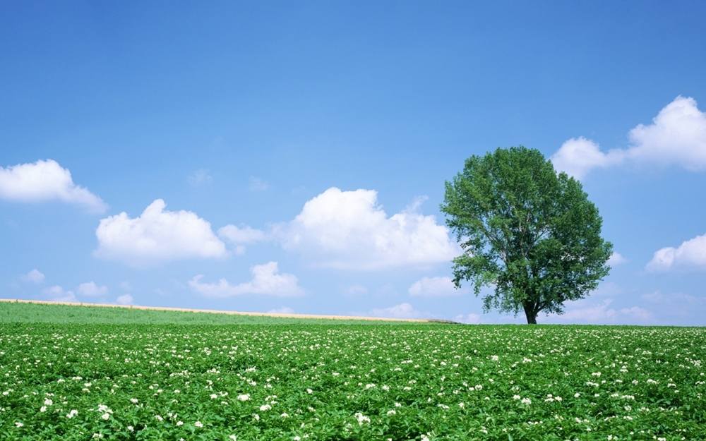 Season-(Summer-ฤดูร้อน)HD-Wallpapers-Backgrounds ภาพพื้นหลัง พักหน้าจอ No.37