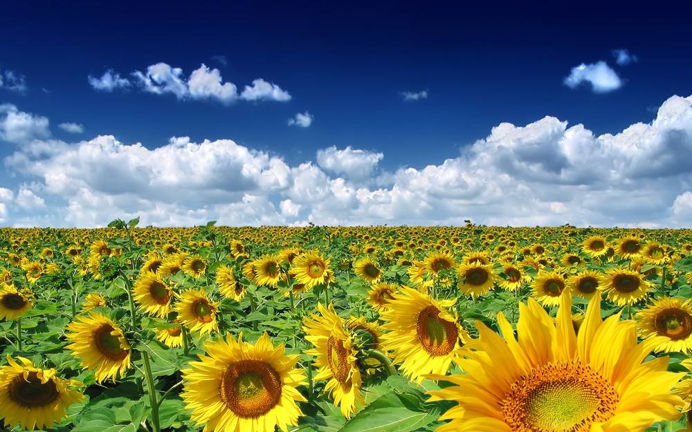 Season-(Summer-ฤดูร้อน)HD-Wallpapers-Backgrounds ภาพพื้นหลัง พักหน้าจอ No.37