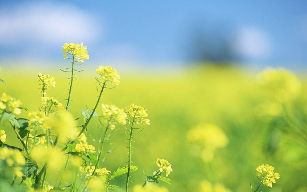 Season-(Summer-ฤดูร้อน)HD-Wallpapers-Backgrounds ภาพพื้นหลัง พักหน้าจอ No.38