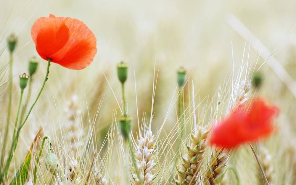 Season-(Summer-ฤดูร้อน)HD-Wallpapers-Backgrounds ภาพพื้นหลัง พักหน้าจอ No.38