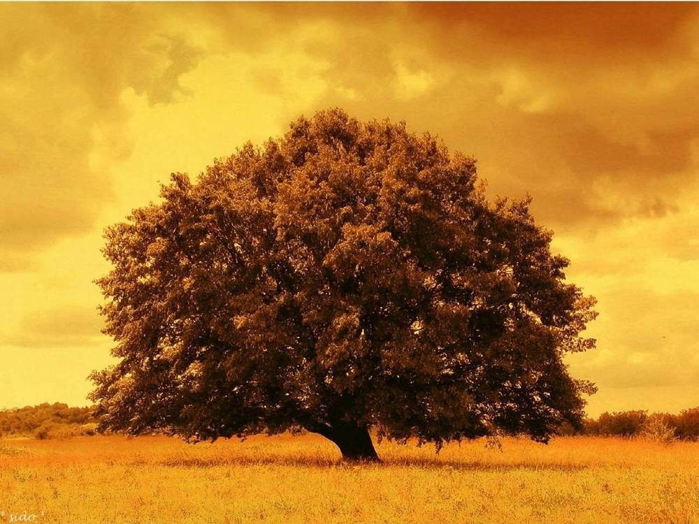 Season-(Summer-ฤดูร้อน)HD-Wallpapers-Backgrounds ภาพพื้นหลัง พักหน้าจอ No.38