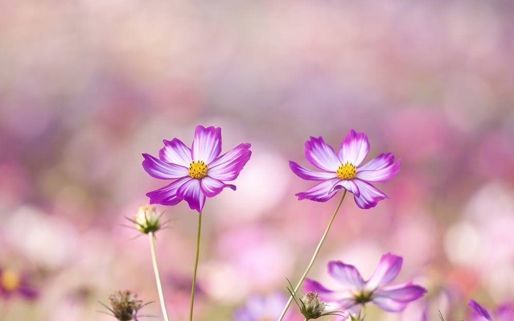 Season-(Summer-ฤดูร้อน)HD-Wallpapers-Backgrounds ภาพพื้นหลัง พักหน้าจอ No.38