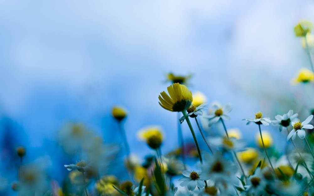 Season-(Summer-ฤดูร้อน)HD-Wallpapers-Backgrounds ภาพพื้นหลัง พักหน้าจอ No.38